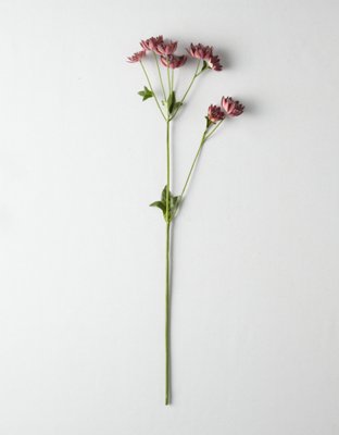 Burgundy Astrantia