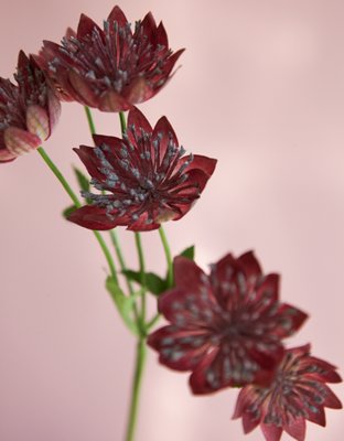 Burgundy Astrantia
