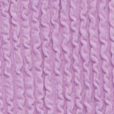 Violet Tulip