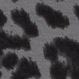Shell Gray