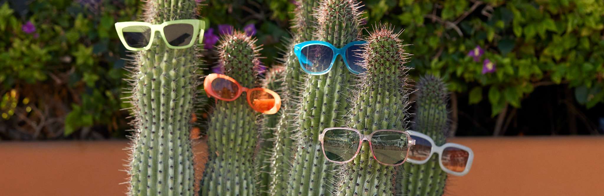 sunglasses on cacti