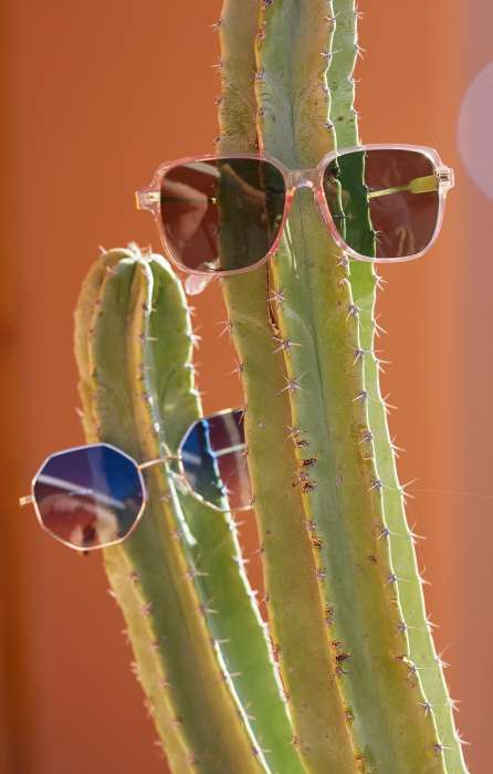 Sunglasses on cacti