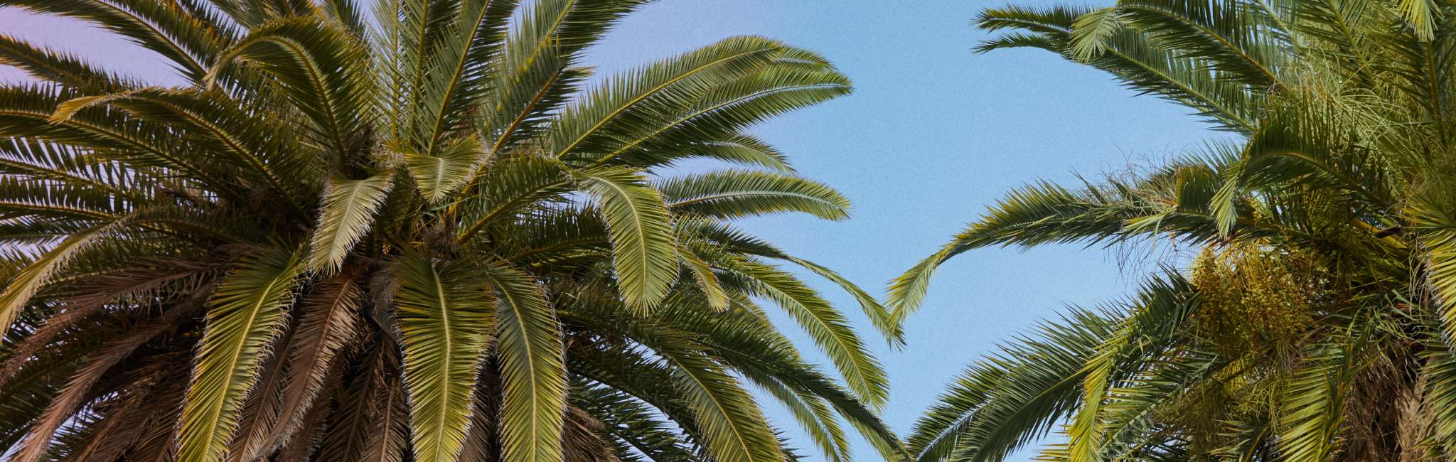 close up of palm trees