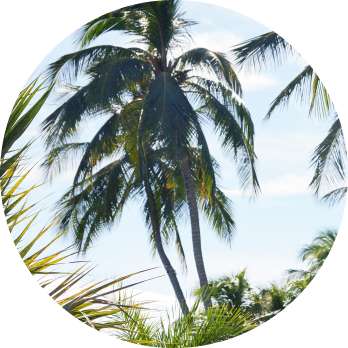 palm tree landscape image