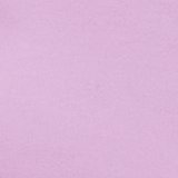 Violet Tulip
