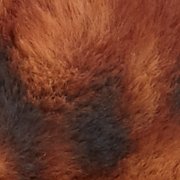 Raw Sienna