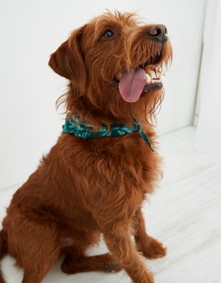 OFFLINE by Aerie x Aly Raisman Dog Bandana