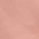 Cameo Rose