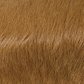 Highlander Camel