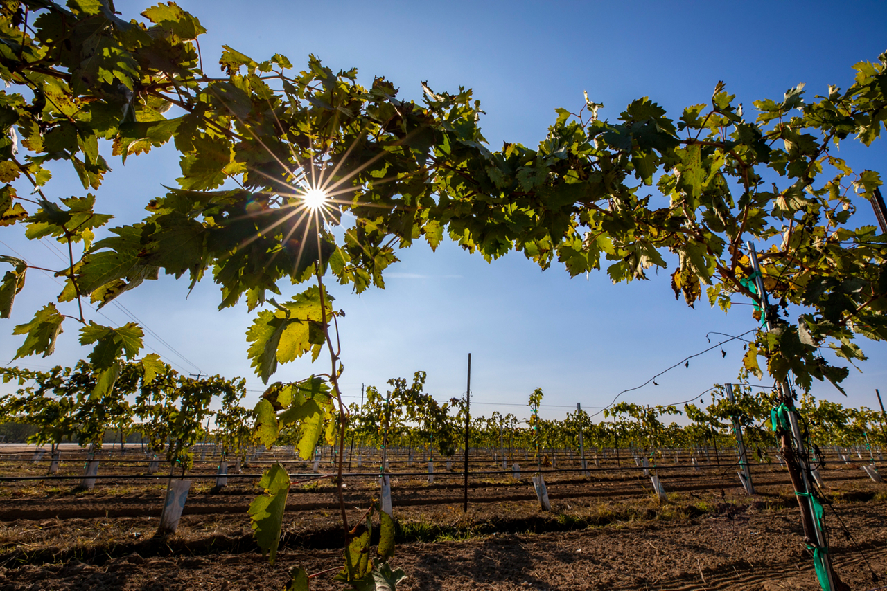 Before COVID-19 and the drought, Kern County was a top producer of California crops such as almonds, grapes, pistachios, carrots and citrus.