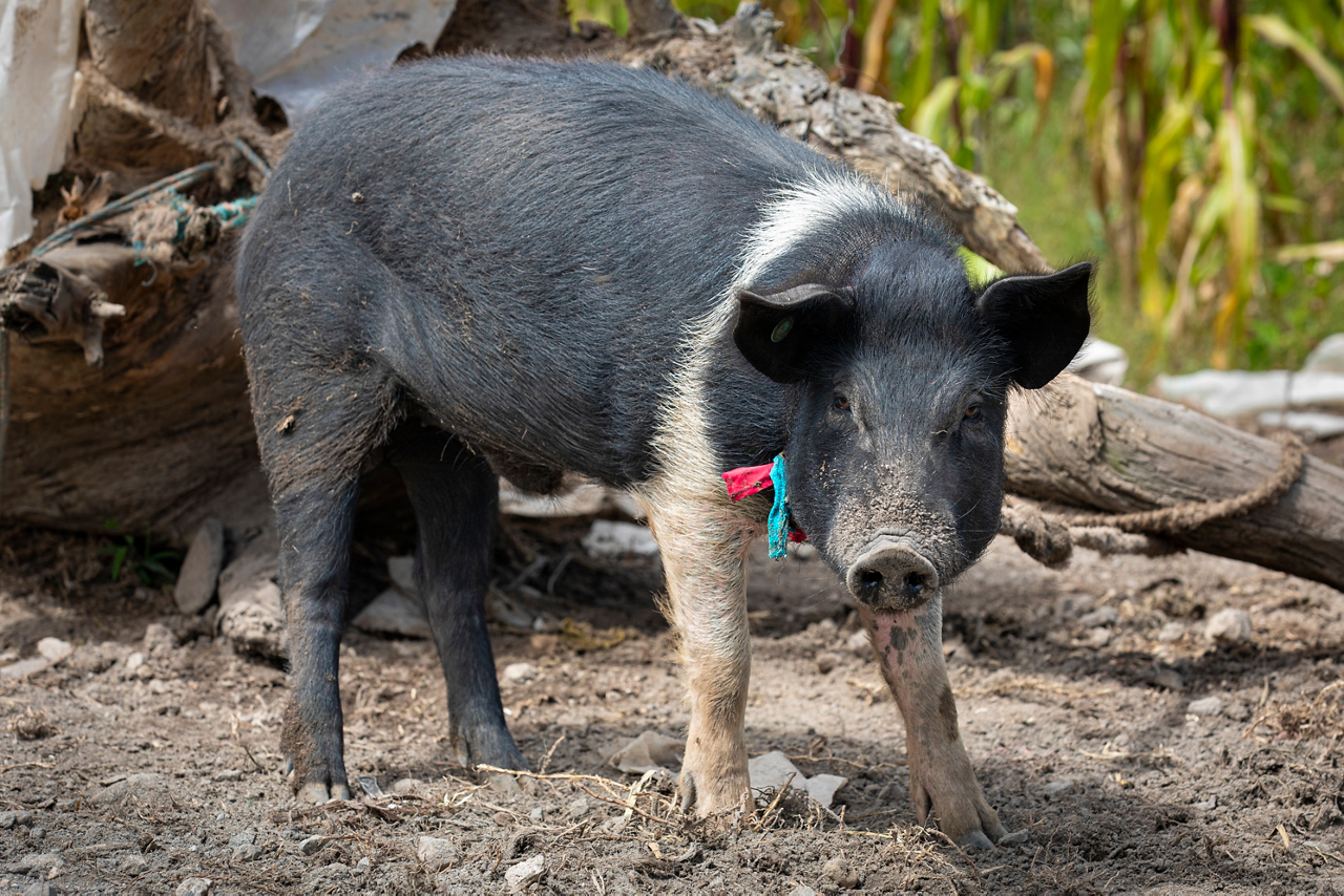 A pig hangs out at a local dwelling.