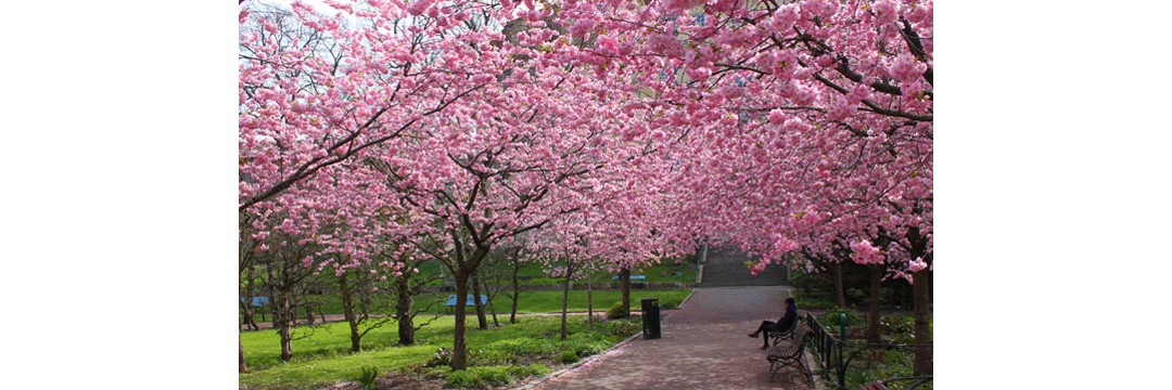 Branches of Grace photo