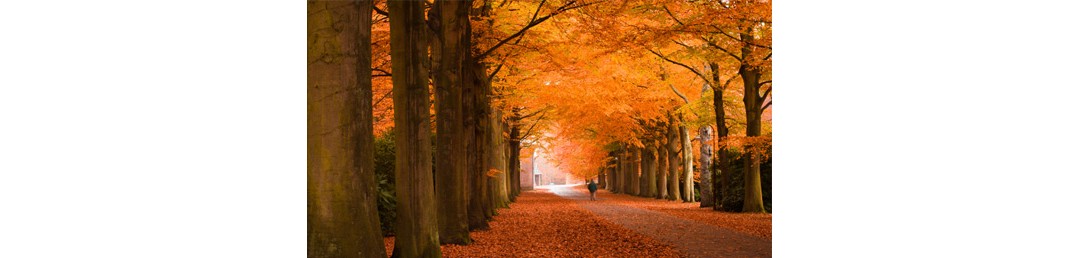 img_001-article_00583-autumn-