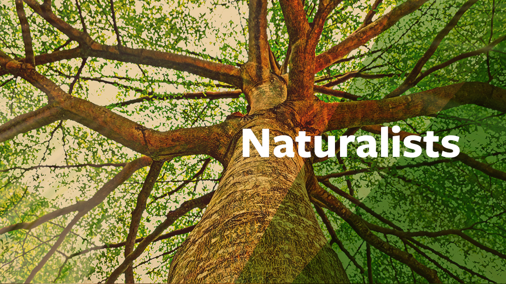 Graphic representing tree.