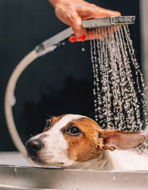 Indoor & Outdoor Pet Showers