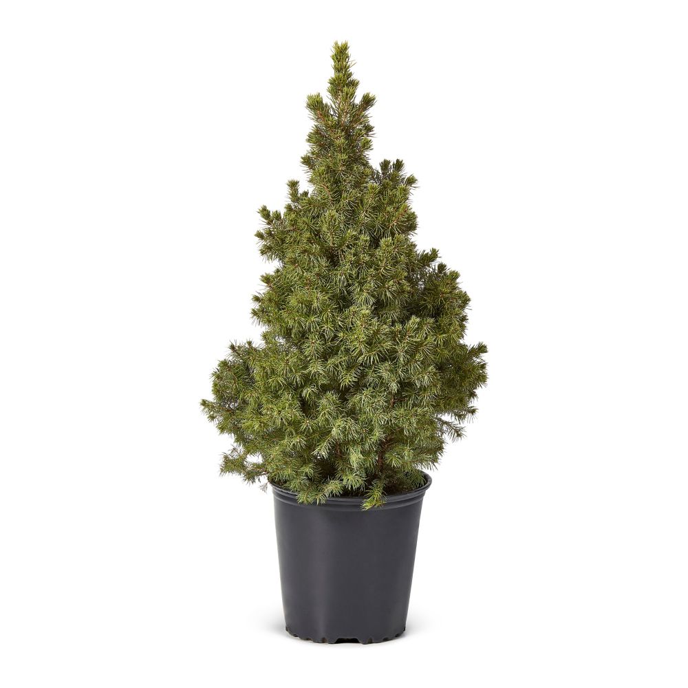 Home Accents Holiday 12 ft. Noble Fir Quick-Set Artificial ...