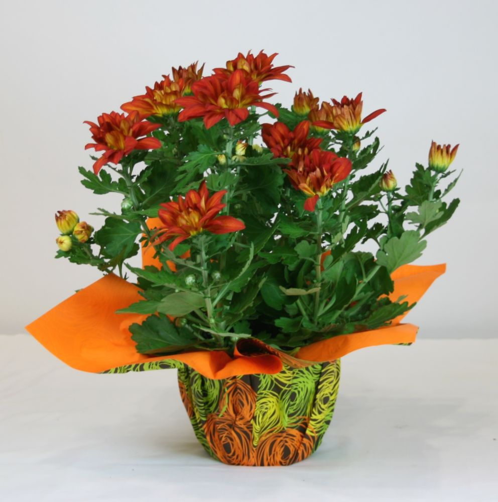 Foliera Chrysanthemum 6 Inch Holiday with Deco  The Home Depot Canada