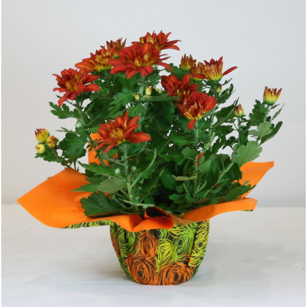 6inch Chrysanthemum with Decoration