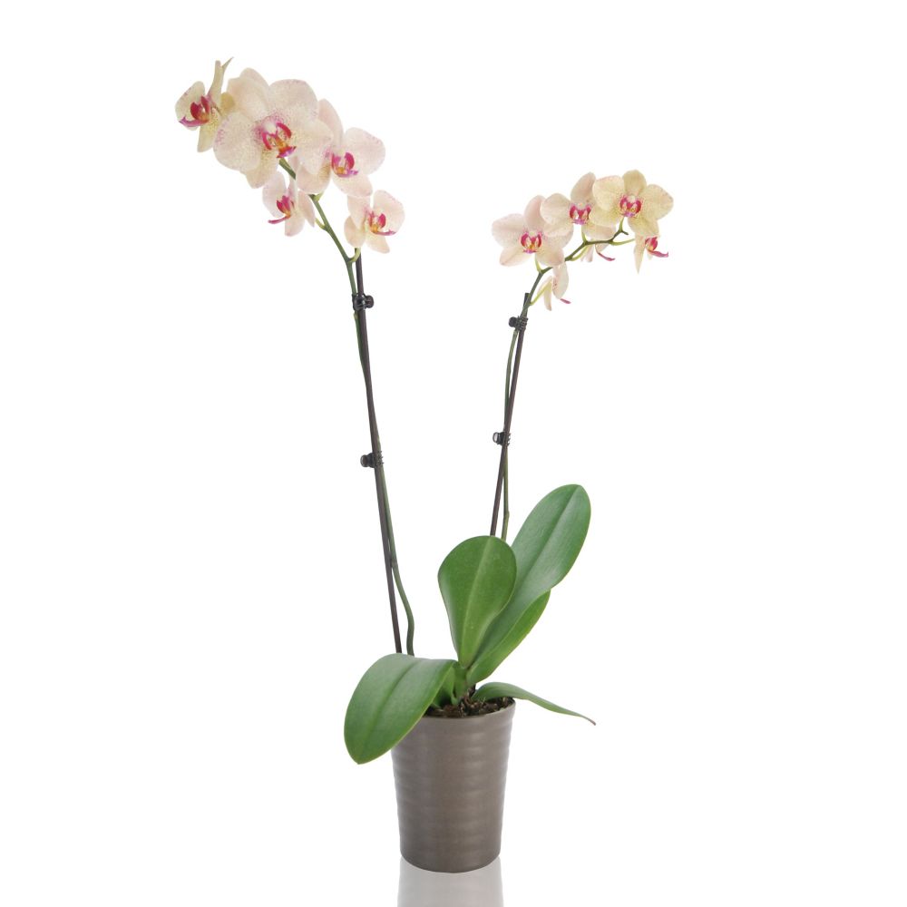 Foliera Orchid Phalaenopsis with Deco Pot The Home Depot Canada
