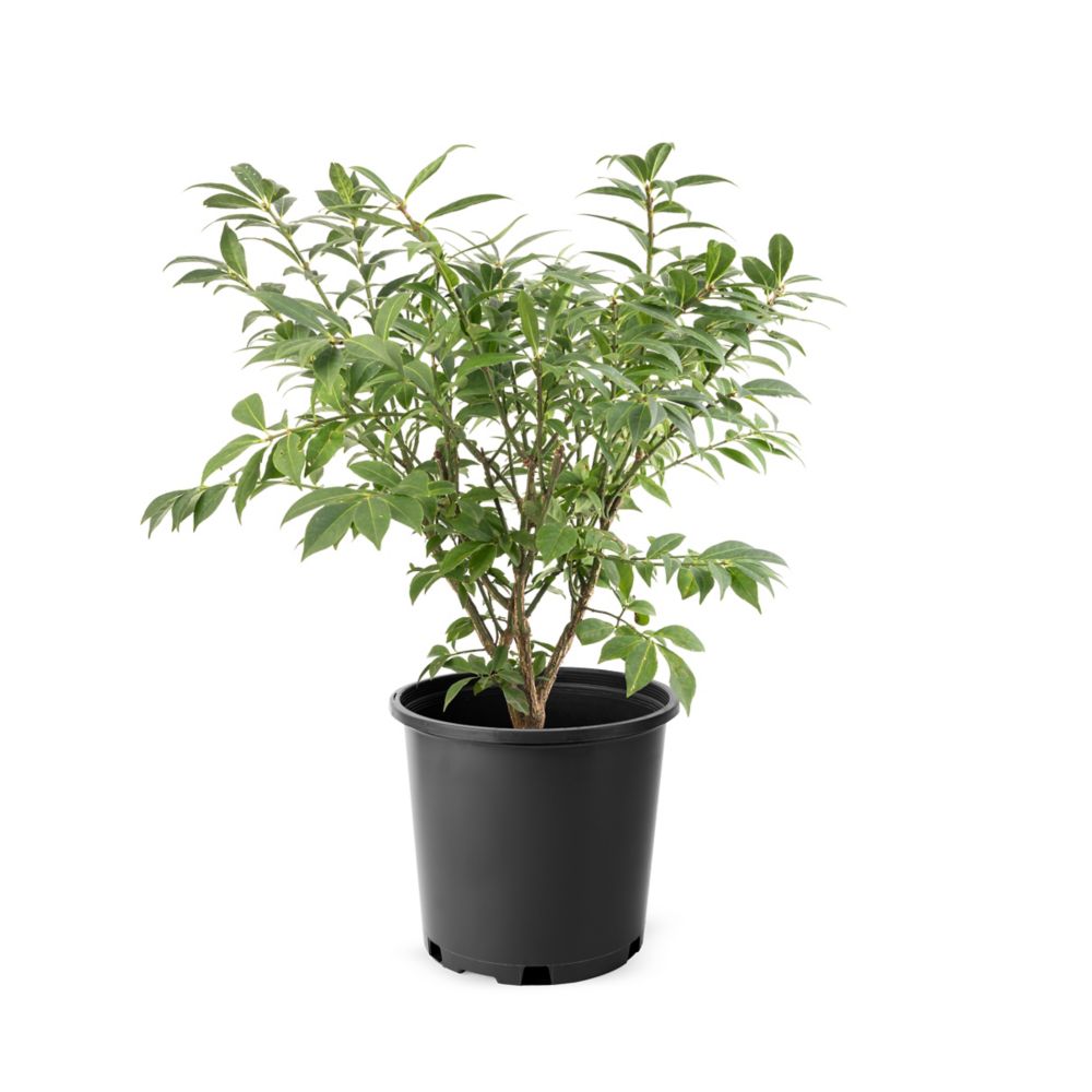 Landscape Basics 2 Gallon Burning Bush The Home Depot Canada