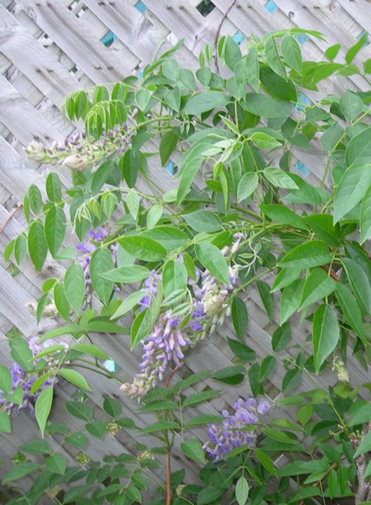 Perennials & Vines The Home Depot Canada