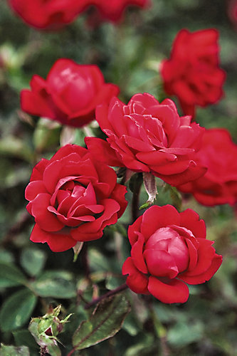 landscape basics 2 gallon knockout rose the home depot canada