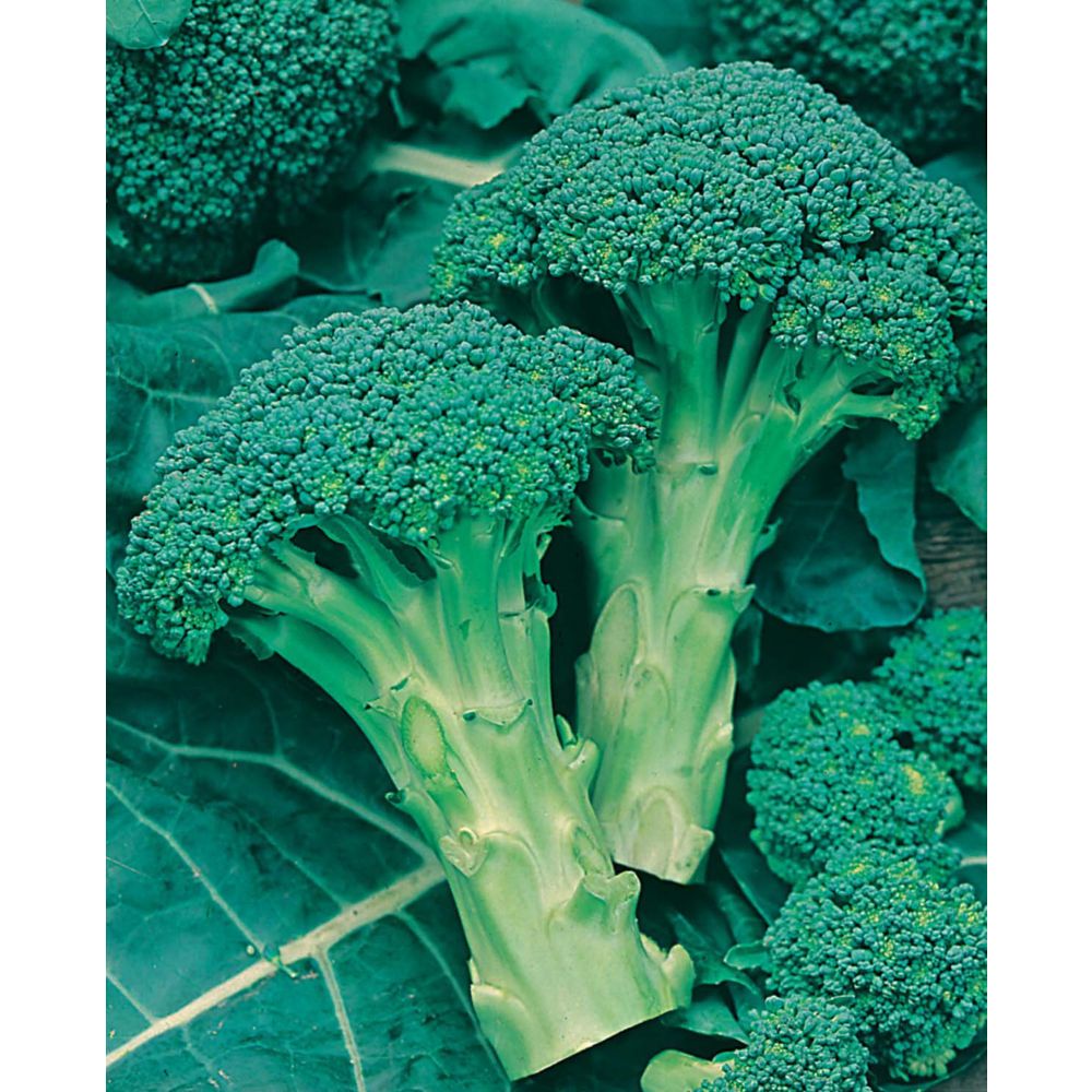 Broccoli Green Sprouting Seeds