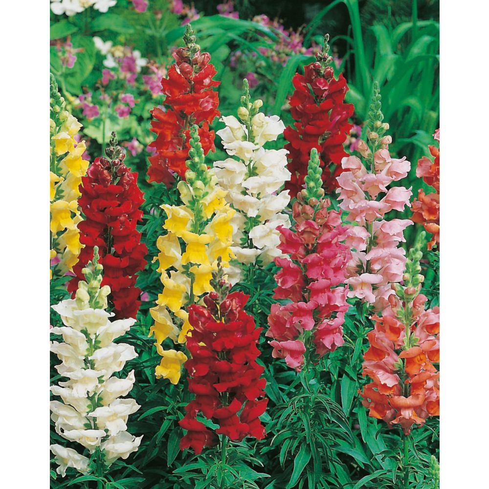 Mr. Fothergill's Seeds Fun Seeds Snapping Dragons (Antirrhinum Rust