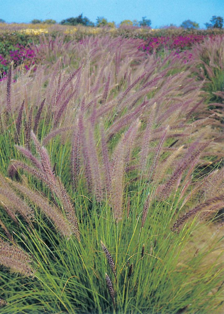 Mr. Fothergill's Seeds Fountain Grass Pennisetum Setaceum The Home