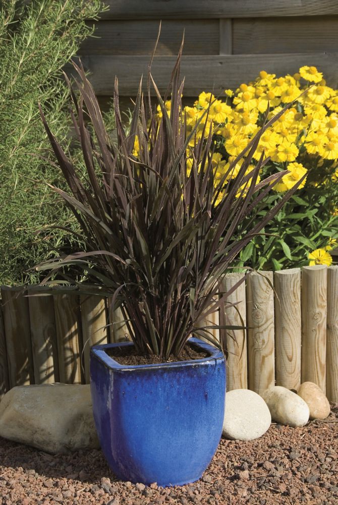 Mr. Fothergill's Seeds Ornamental Grass Black Madras Seeds The Home
