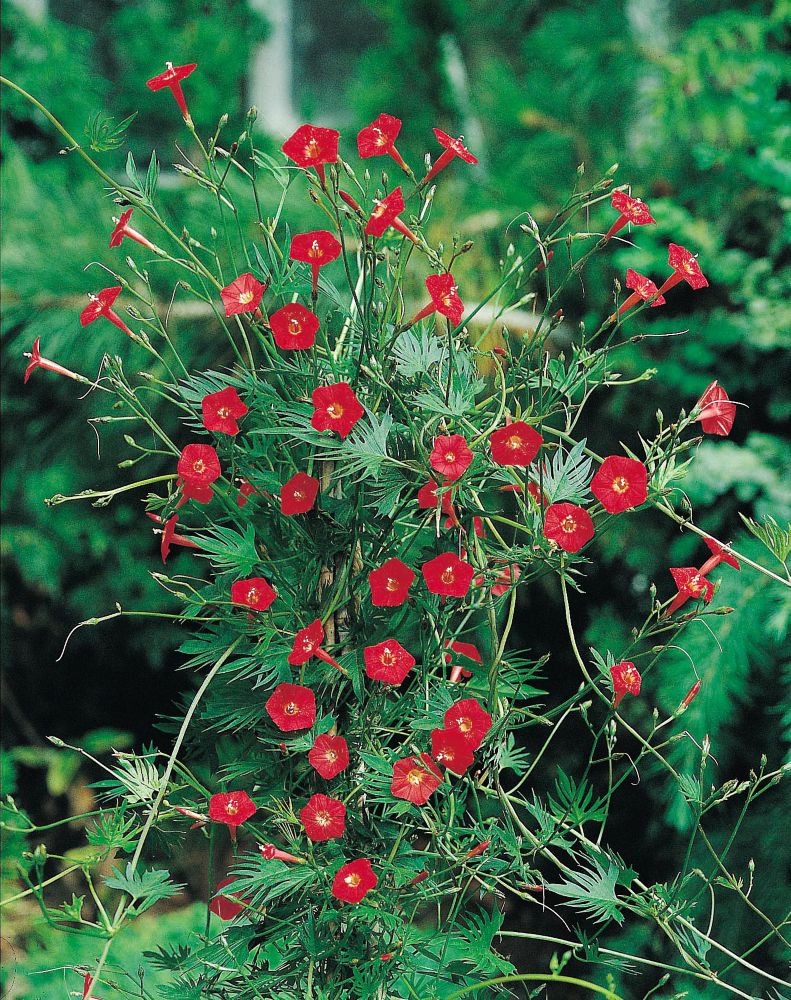 Mr. Fothergill's Seeds Morning Glory Cypress Vine The Home Depot Canada