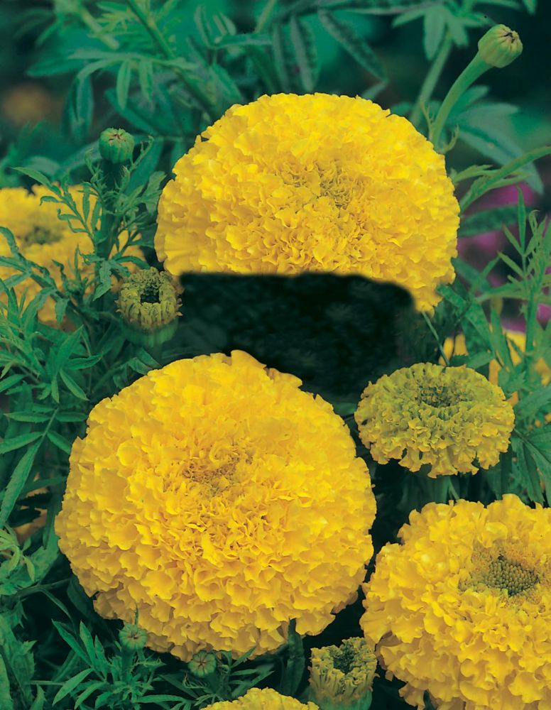 Johnsons Seeds Marigold African Sunspot Yellow Seeds | The Home Depot ...