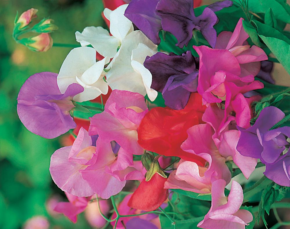 Johnsons Seeds Sweet Pea Giant Waved Mixed The Home Depot Canada