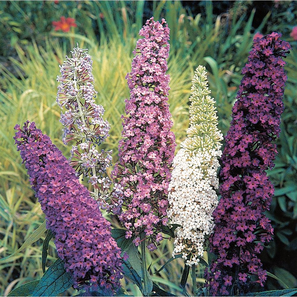 Johnsons Seeds Buddleia Butterfly Bush Mixed Seeds The Home Depot Canada