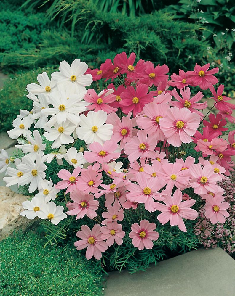 Johnsons Seeds Cosmos dwarf sonata mixed Home Depot Canada