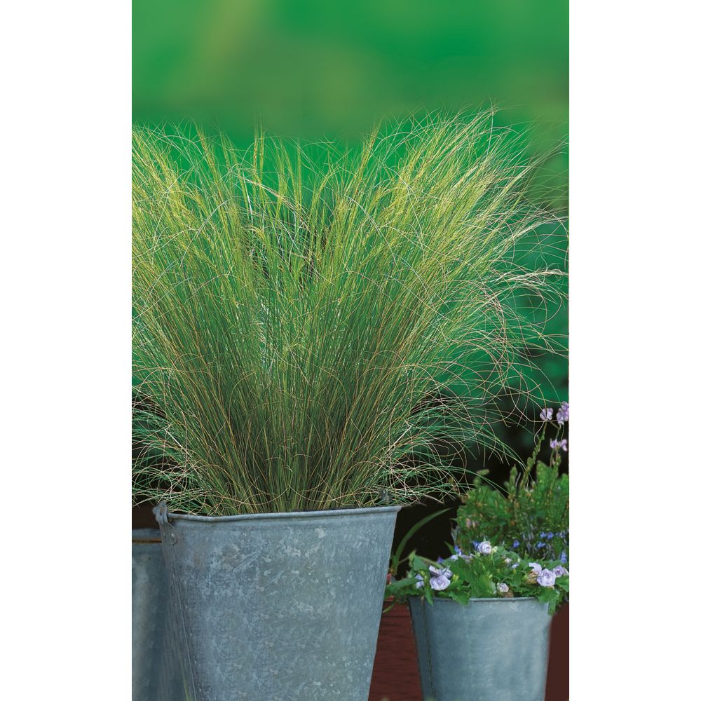 Johnsons Seeds Ornamental Grass Pony Tails Seeds | The Home Depot Canada