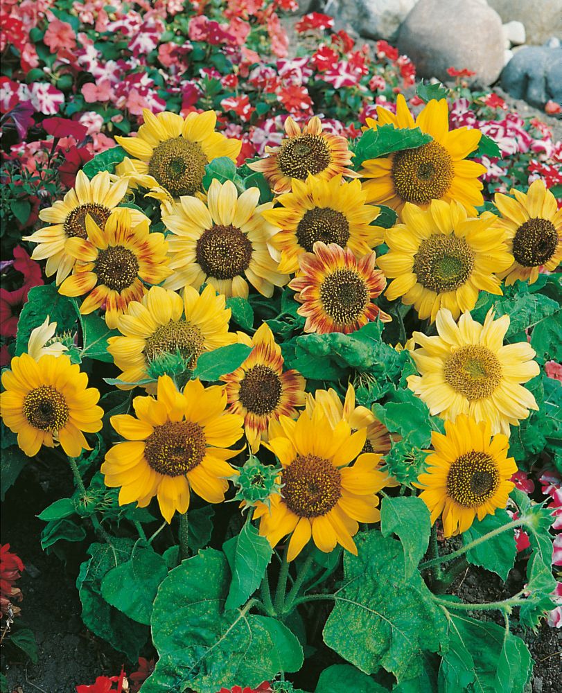 Johnsons Seeds Sunflower Music Box The Home Depot Canada