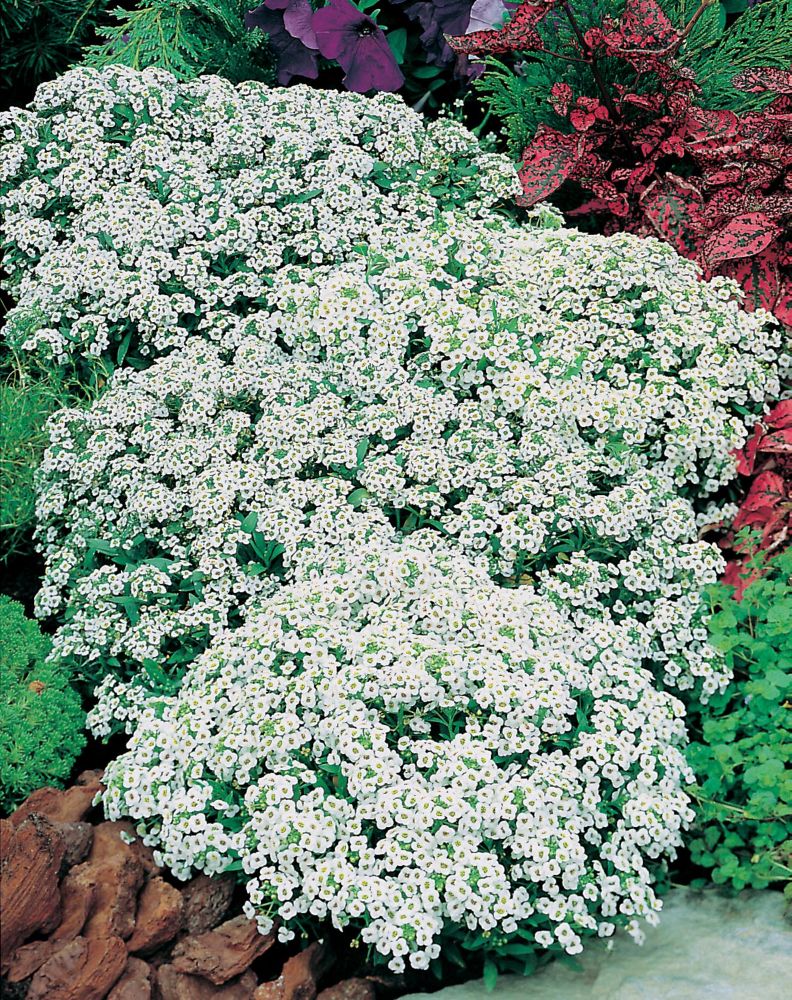 Mr. Fothergill's Seeds Alyssum Carpet of Snow Seeds | The Home Depot Canada