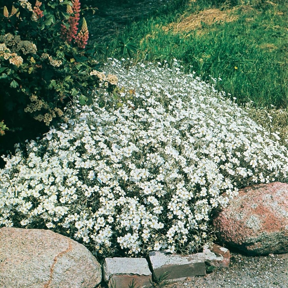 mr fothergill s seeds cerastium snow in summer the home mr fothergill s seeds cerastium snow in summer the home