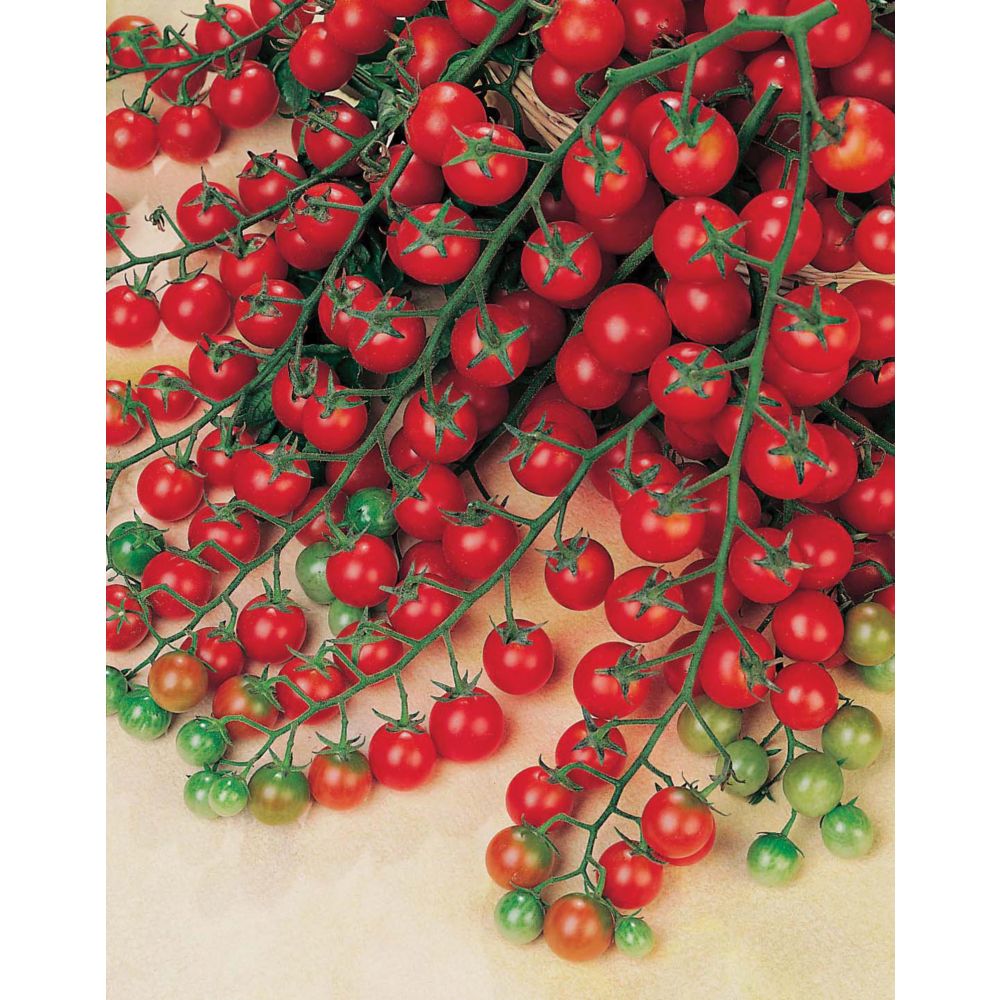 Mr. Fothergill's Seeds Tomato Sweet Million F1 Seeds The Home Depot Canada