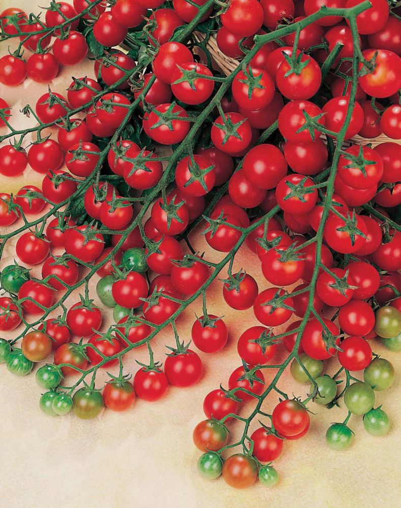 Sweet Million Tomate 4058 mr fothergill s seeds tomate sweet million f1 home Sweet Million Tomate 4058 mr fothergill s seeds tomate sweet million f1 home