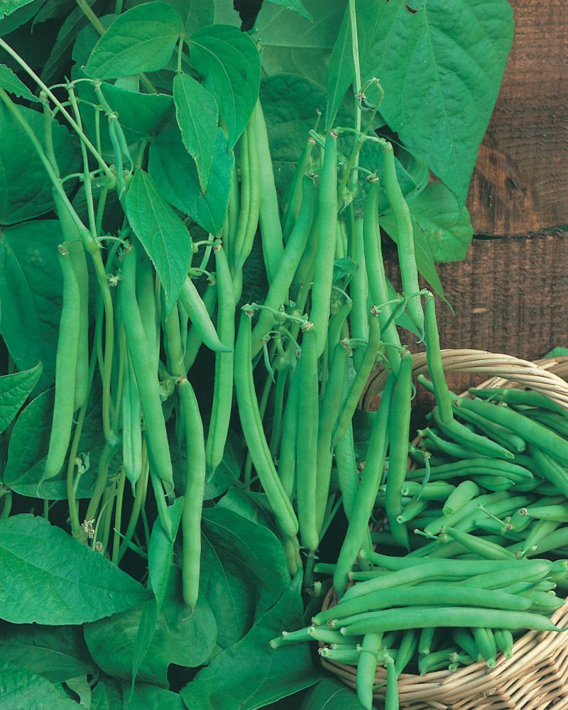 Johnsons Seeds Dwarf Bean Andante Seeds The Home Depot Canada