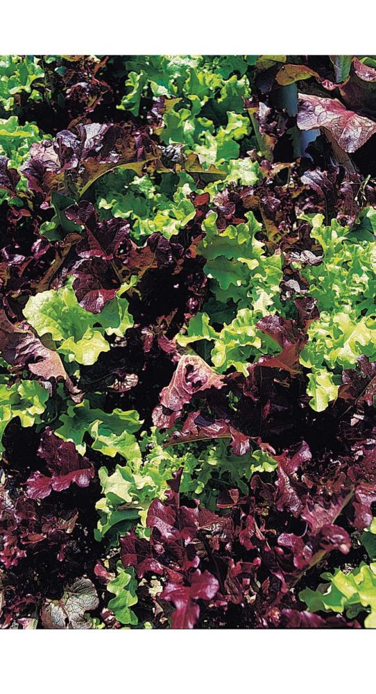 Johnsons Seeds Lettuce Red & Green Salad Bowl Mixed Seeds The Home Depot Canada