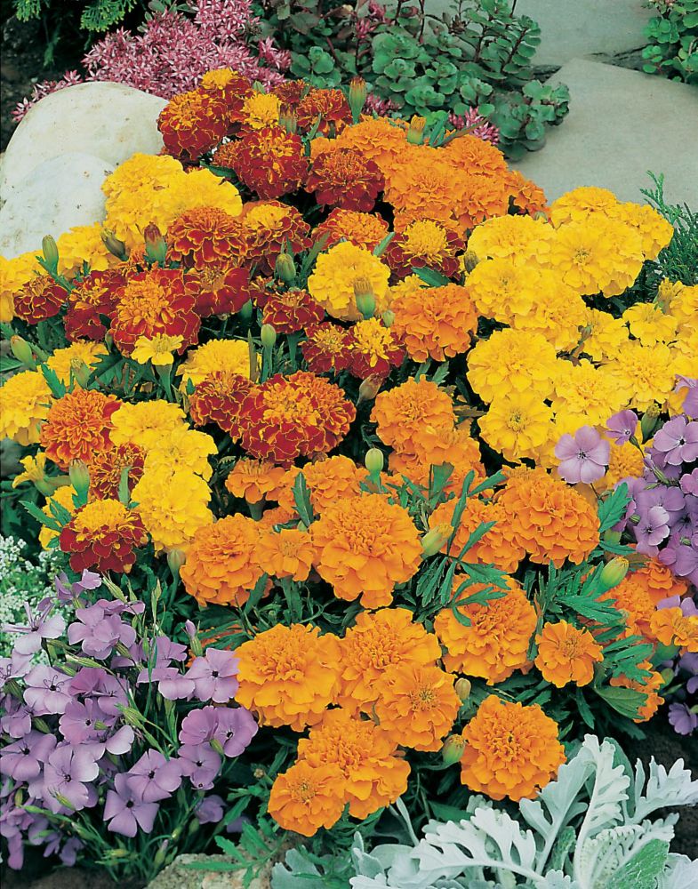 Mr. Fothergill's Seeds Marigold Bonita Mixed Seeds The Home Depot Canada
