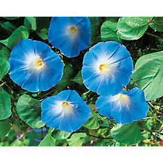 Mr Fothergill S Seeds Morning Glory Heavenly Blue The Home Morning Glory Heavenly Blue Seeds