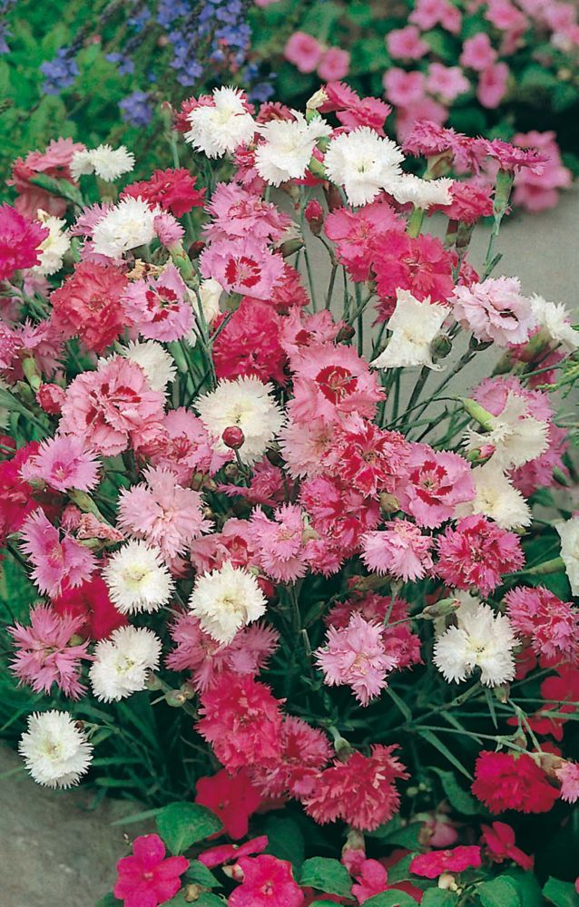 Old-Fashioned Pinks - Dianthus - Select Seeds 56 Old-Fashioned Pinks - Dianthus - Select Seeds 83