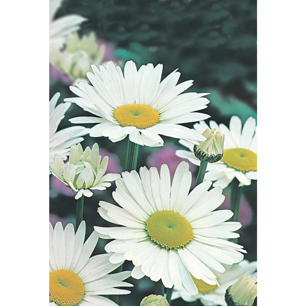 Mr. Fothergill's Seeds Shasta Daisy Alaska Seeds The Home Depot Canada