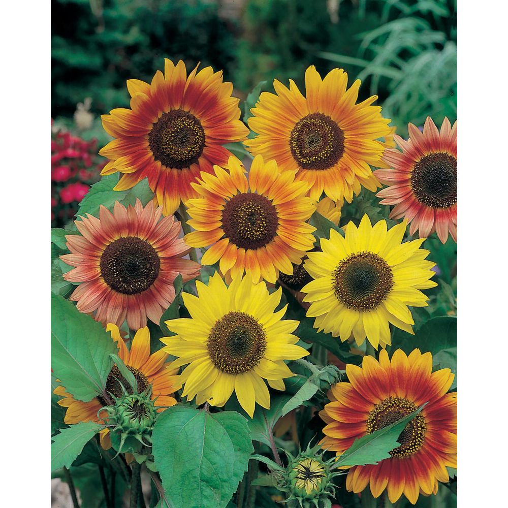 Mr. Fothergill's Seeds Sunflower Sunburst Seeds The Home Depot Canada