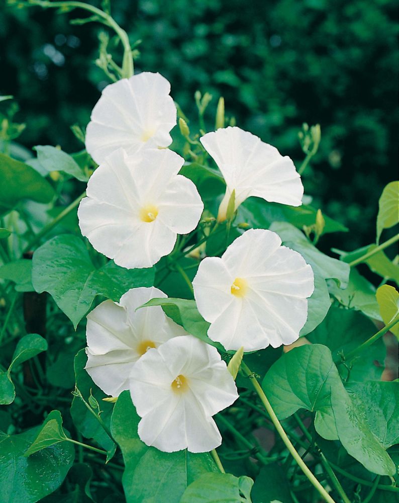 Mr. Fothergill's Seeds Moonflower (Ipomoea Noctiflora Alba) The Home