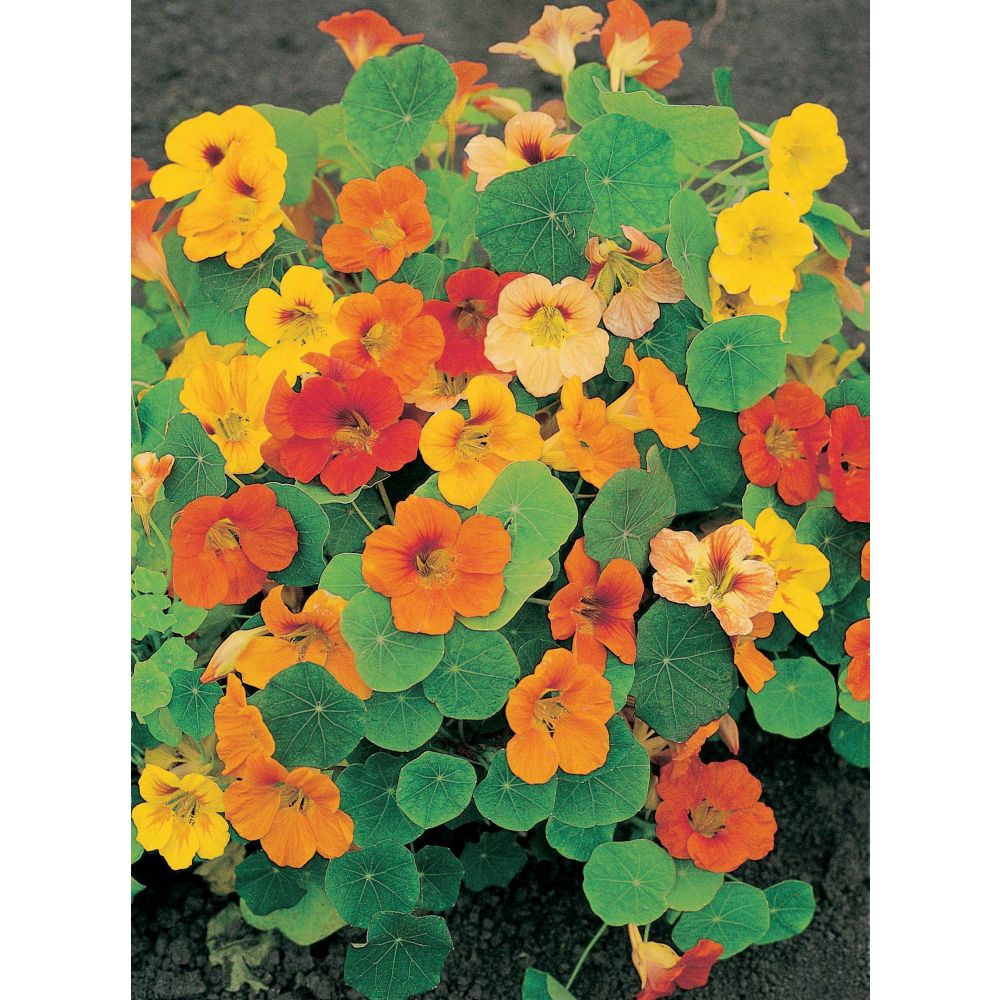 Mr. Fothergill's Seeds Nasturtium Whirlybird Mixed Seeds The Home